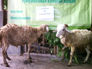 paket-aqiqah-yogyakarta paket aqiqah yogyakarta